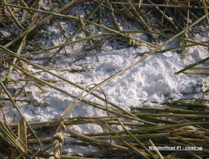 Close-up of white powder