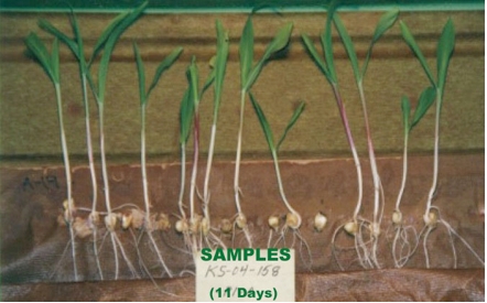 MIR-treated Samples